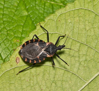 Close up of a kissing bug on a leaf.