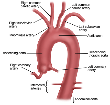 The aorta is the largest artery in the body and carries oxygen-rich blood from the heart throughout the body. It begins at the base of the heart, extends up toward the brain, then arches downward, coursing down the chest and into the abdomen.