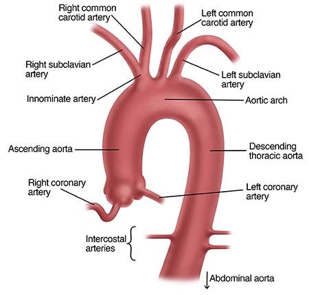 The aorta is the largest artery in the body and carries oxygen-rich blood from the heart throughout the body. It begins at the base of the heart, extends up toward the brain, then arches downward, coursing down the chest and into the abdomen. 