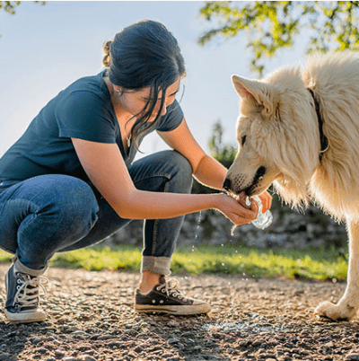 A woman crouches down to feed her dog. She wears jeans and a turquoise top. Her dog is has long, fluffy white fur.