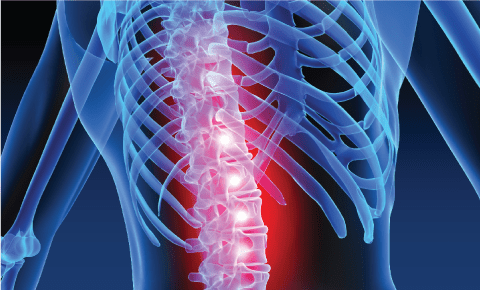 Image of Spine highlighted red in the blue bone torso