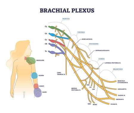 Brachial plexus.
