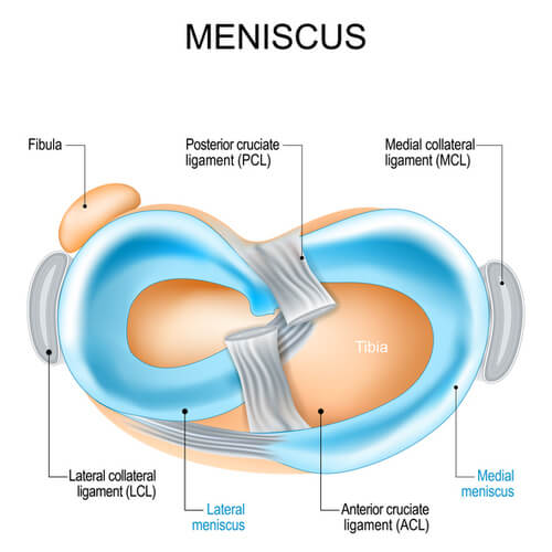 Diagram of a meniscus.