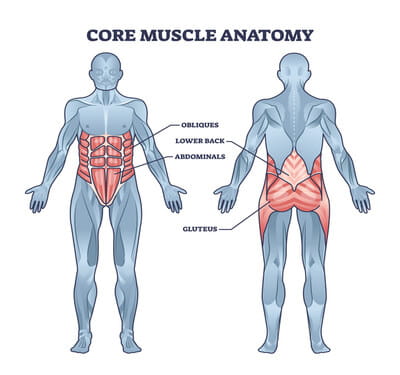 Core muscle anatomy.