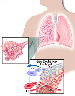Healthy Lung Diagram