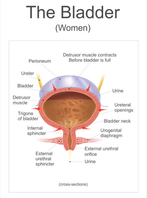 Women's bladder