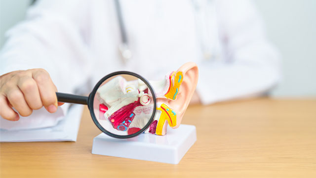 Physician with human Ear anatomy model with magnifying glass.